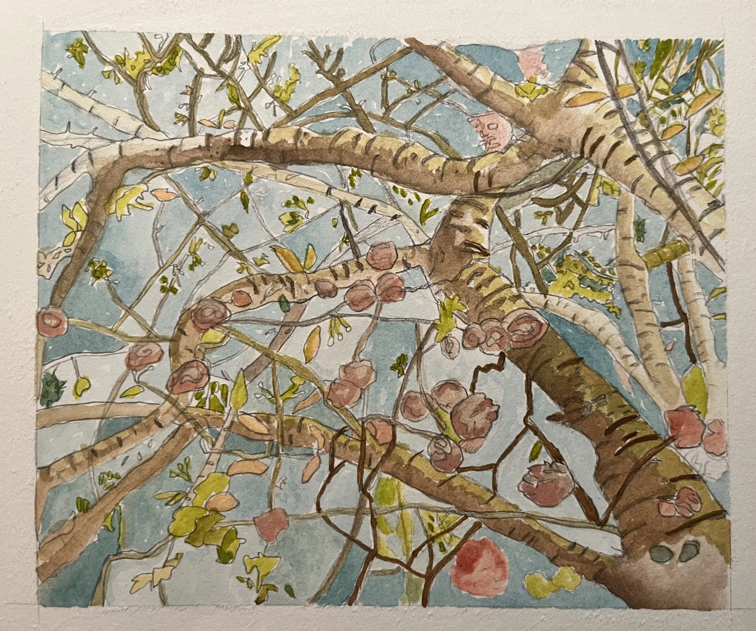 The inspiration of trees — Liz Mitchell